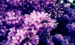 丁香花一课中的幽雅是什么意思 一株丁香花把老师比作什么