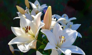 哪些花卉会对人体造成不良反应（室内花卉对人体的体的影响）