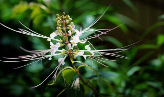 猫须草的养殖方法和注意事项（猫须草的食用方法）