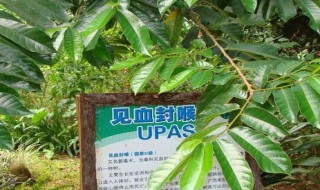 见血封喉的养殖方法和注意事项（见血封喉的功效与作用及禁忌）