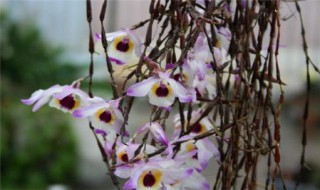 串珠石斛的养殖方法和注意事项(串珠石斛的功效和食用方法)