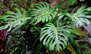 龟背竹叶子滴水的现象正常吗 龟背竹叶子滴水是怎么回事