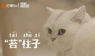 朋友请听好猫咪品种 两品种小猫性格完全不同