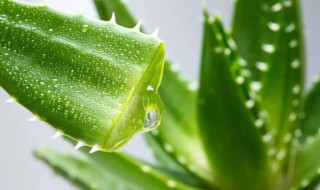 芦荟胶能美白吗（芦荟胶能美白吗用多长时间才美白）