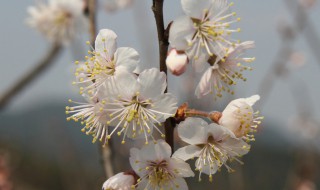 樱桃开花打什么药（樱桃开花打什么药最好）