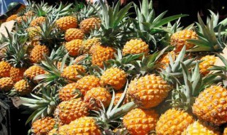 菠萝长在哪里 菠萝长在哪里?长啥样