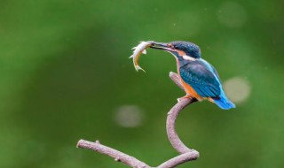 翠绿鸟爱吃什么（翠鸟爱吃啥）