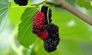 桑葚的功效与作用有哪些（桑葚的功效与作用有哪些?）