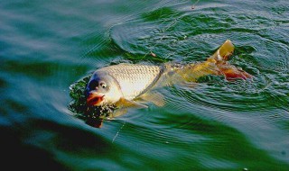 钓鱼在春天什么天气容易钓大鱼 春季什么天气不适合钓鱼