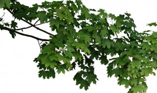 废树枝打的木片有何用（废树枝打的木片有何用处）