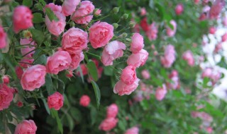 蔷薇花怎样繁殖 蔷薇花怎样繁殖?