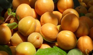 杏子的功效与作用及禁忌 杏子的功效与作用与禁忌