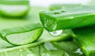 芦荟有什么作用和功效（雪花芦荟有什么作用和功效）