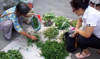 野菜的功效及吃法(野菜的功效和吃法)