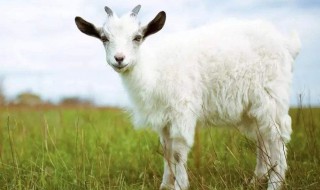 澳洲白羊是不是多胎羊 澳洲白羊是多胎羊吗