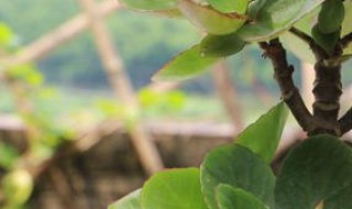 长寿花施肥后叶软发黄怎么办 长寿花浇水过多叶片发黄怎么办