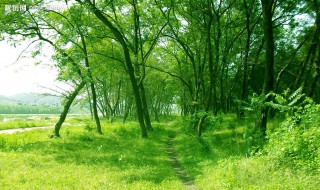植树谚语有哪些（植树谚语有哪些四年级）