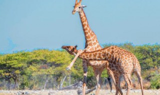 雄性长颈鹿怎样打架（长颈鹿为什么用脖子打架）