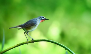 贝儿的鸟的叫法 贝儿鸟的学名是什么
