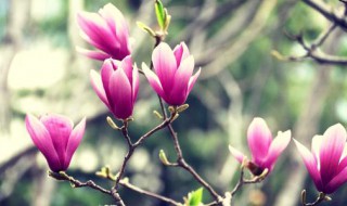 木兰和玉兰的区别 木兰和玉兰的区别图片