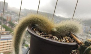 猴尾柱的繁殖方法(猴尾柱的繁殖方法图解)