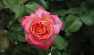 月季花如何搭配(月季花如何搭配花瓶)