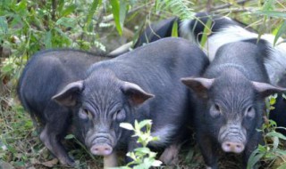 藏香猪产崽多少（藏香猪几个月产仔）