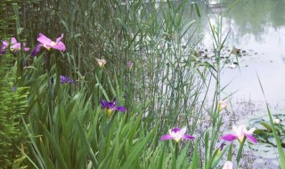 菖蒲花的花语和寓意（菖蒲寓意以及花语和象征）