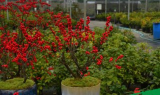 北美冬青的花语和寓意 冬青的花语和象征