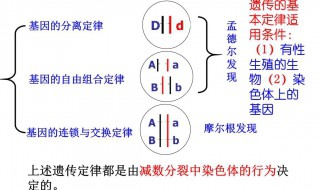 分离定律的适用条件 分离定律的适用条件是