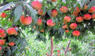 桃树适合种在什么地方 桃树适合种在哪里