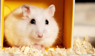 小仓鼠的特点怎么写（小仓鼠的特点怎么写作文）