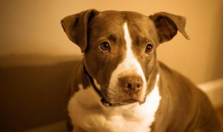 恶霸犬是什么品种 恶霸犬是什么品种配出来的