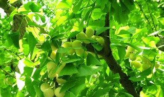 银杏树适合在家里种吗（家中适合种银杏树吗）