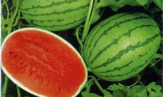 西瓜种催芽前泡多久?（西瓜种催芽前泡多久可以吃）