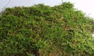 干苔藓能活过来吗（干苔藓还能活吗）