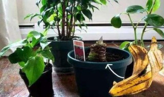 腐烂的水果能不能当作肥料 腐烂的水果能当作肥料