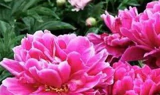 3月份可以种芍药花吗?(3月份可以种芍药花吗视频)