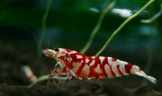 金鱼和虾可以一起养吗(金鱼和虾可以一起养吗?)