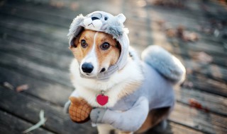 可以给公棕色的狗起什么名字最合适? 可以给公棕色的狗起什么名字最合适呢