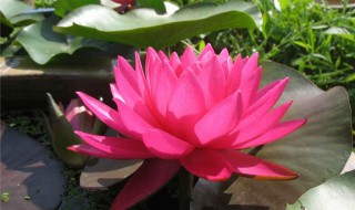 碗莲有哪些品种 碗莲有哪些品种及图片