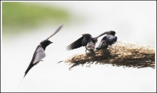 雨燕如何休息 雨燕怎么调时间