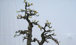 冬天野生雀梅如何辨认 野生雀梅识别