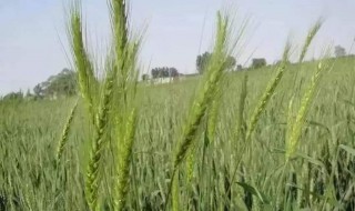 小麦拔节期可以打除草剂吗(小麦拔节期可以打除草剂吗)