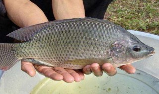 如何做罗非鱼好吃又简单 如何做罗非鱼好吃又简单视频