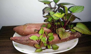 如何种盆栽地瓜（怎么种地瓜盆栽）