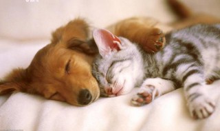 狗猫如何一起饲养 狗猫如何一起饲养孩子