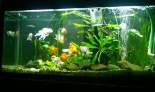 观赏黄金泥鳅可以用鱼缸养吗（观赏黄金泥鳅可以用鱼缸养吗）