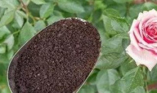 死的花草如何做肥料(花草被肥料烧死了能救活吗)