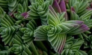 刚收到的多肉怎么处理（刚收到的多肉怎么处理干净）